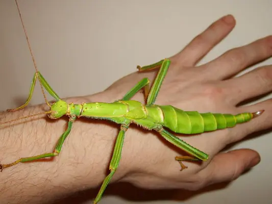mantis