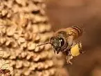 hormigas