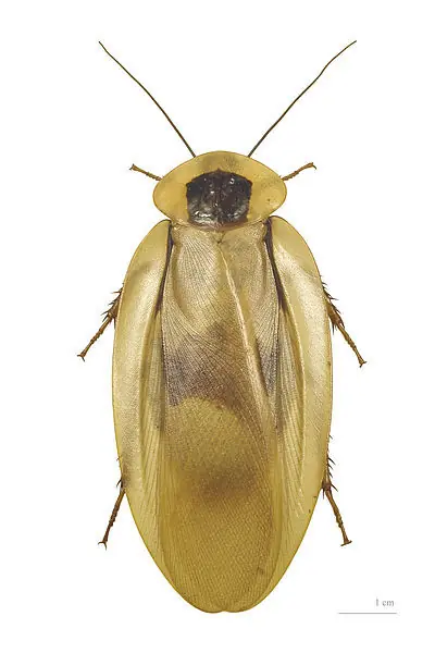 abejas