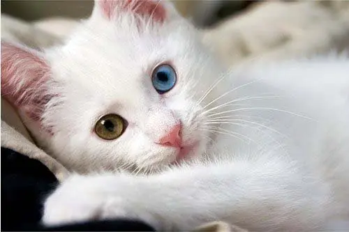 si fuese un gatito (propio)