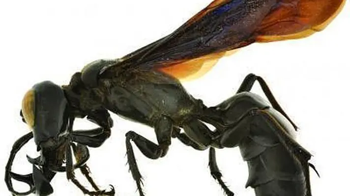 saltamontes
