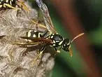 abejas