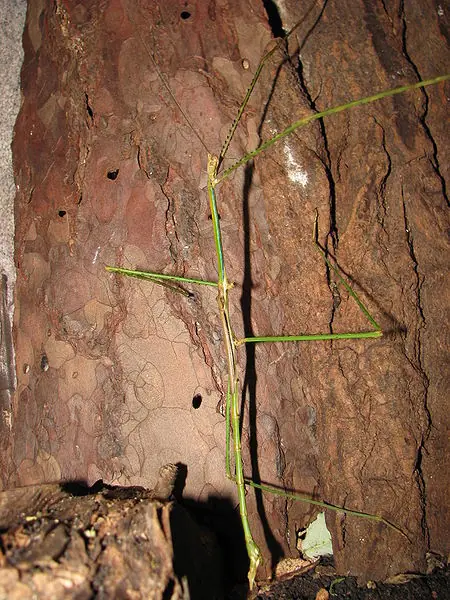 insectos