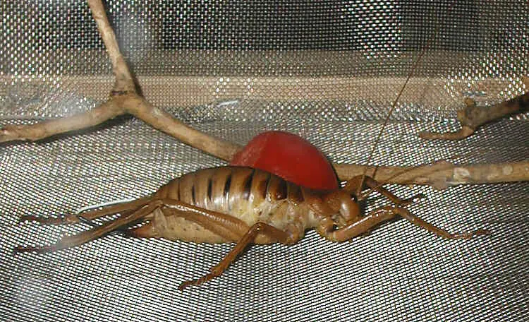 etcétera