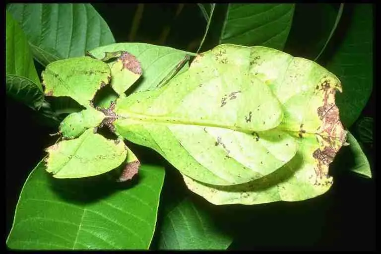 abejas