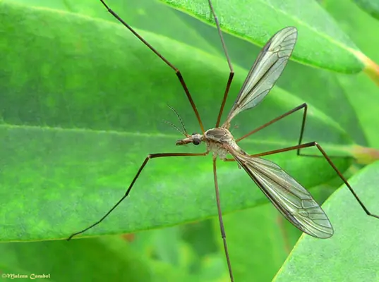 Los más grandes de los insectos