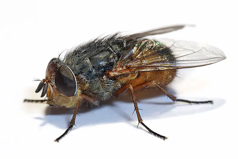 etcétera