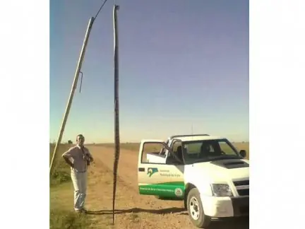 Encontraron con una yarará de 4 metros de longitud cerca de