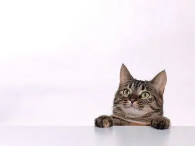 Cosas que no sabias sobre gatos (ultima parte)