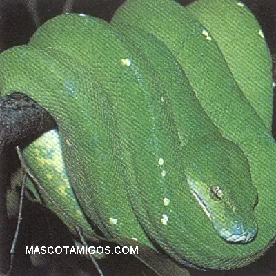 Tipos de serpientes en el planeta