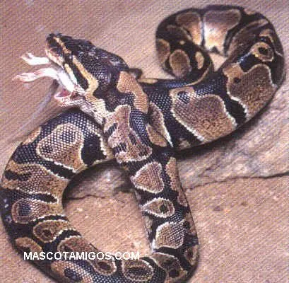 Tipos de serpientes en el planeta