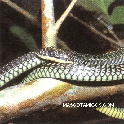 Tipos de serpientes en el planeta