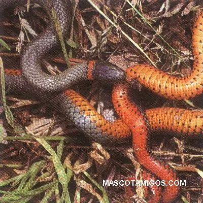 Tipos de serpientes en el planeta