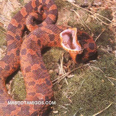 Tipos de serpientes en el planeta