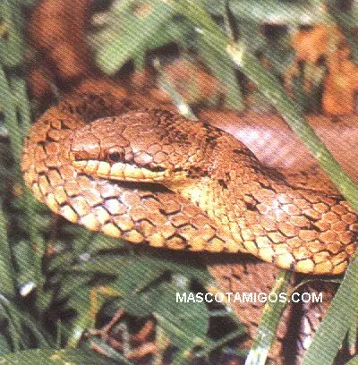 Tipos de serpientes en el planeta