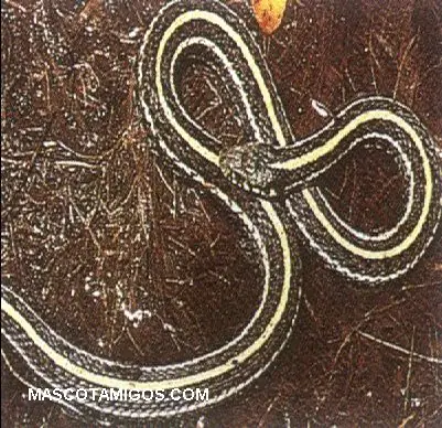 Tipos de serpientes en el planeta