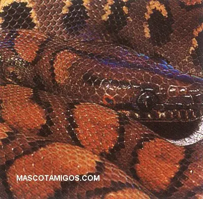 Tipos de serpientes en el planeta