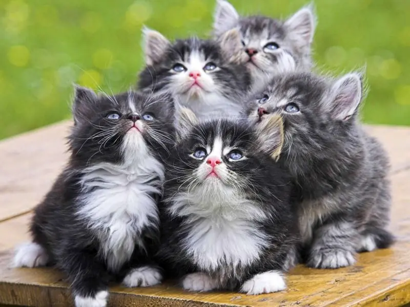 si fuese un gatito (propio)