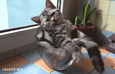 50 carreras resumidas en 50 gifs