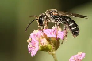 Las diez picaduras de insecto más dolorosas