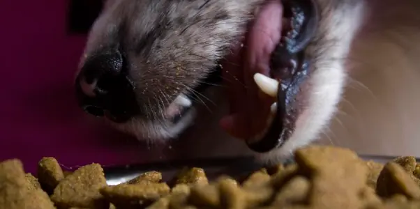 7 alimentos que tu perro no tiene que comer