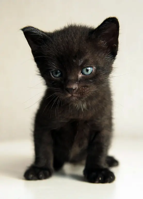 si fuese un gatito (propio)