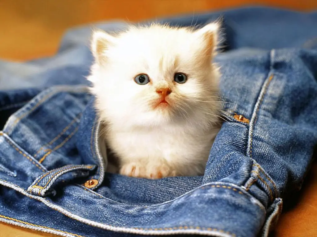 quisiera ser un gatito