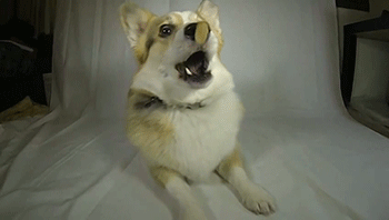 Gifs en Slowmotion