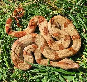 Tipos de serpientes en el planeta