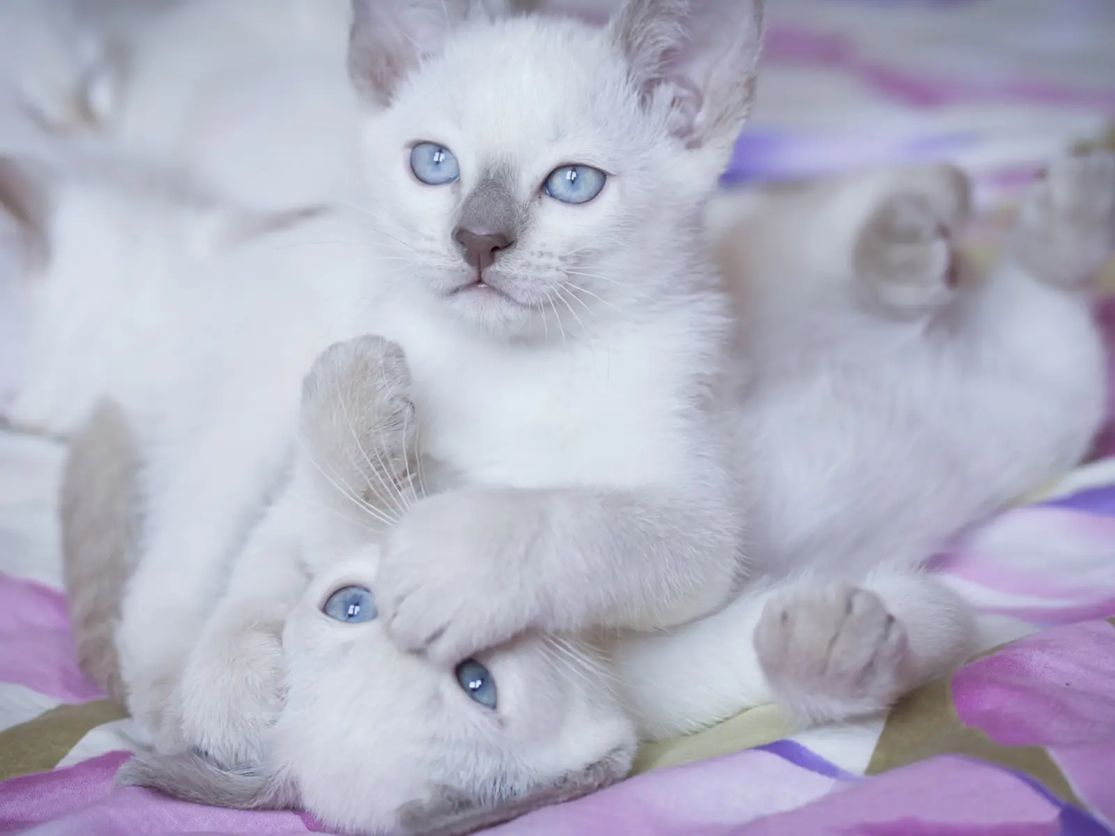 quisiera ser un gatito