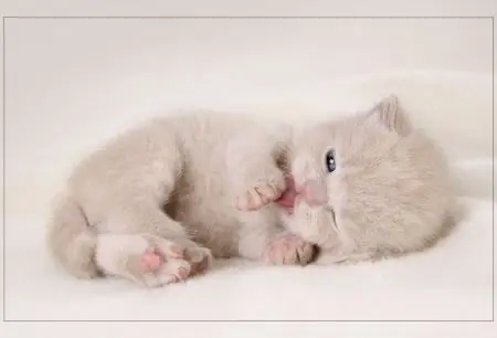 quisiera ser un gatito