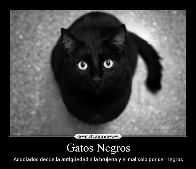si fuese un gatito (propio)