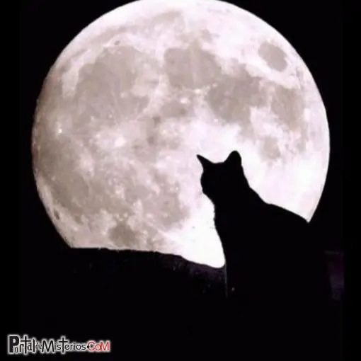 quisiera ser un gatito