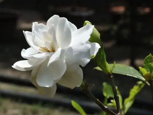 botanica