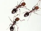 Avispas