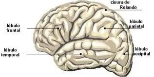 ¡10 Cosas Que Deberías Saber De Tu Cerebro!
