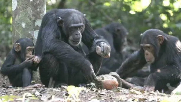 homo erectus