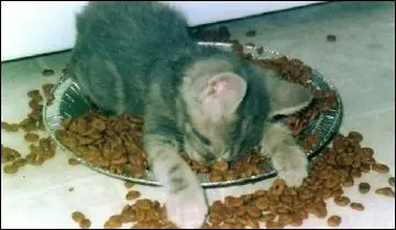 gatos