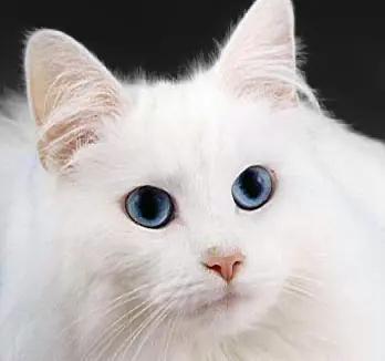 si fuese un gatito (propio)