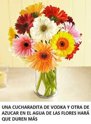 limpiar cd