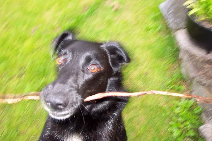 Qué hacer si mi perro muere en casa