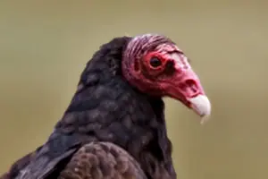 raros