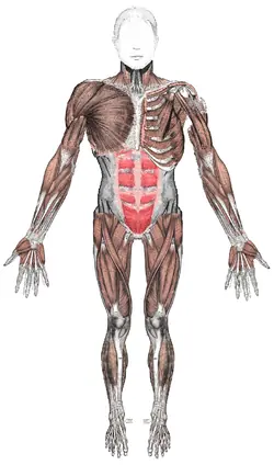 cuerpo