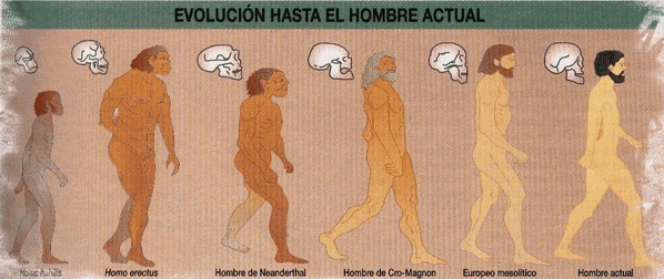 evolucion