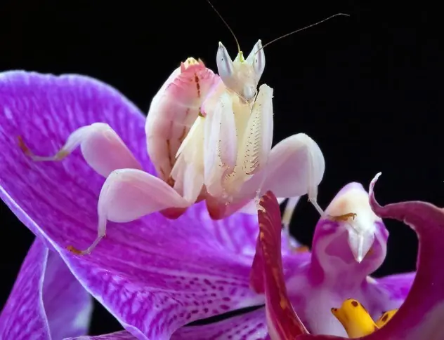 los insecto  con superpoderes