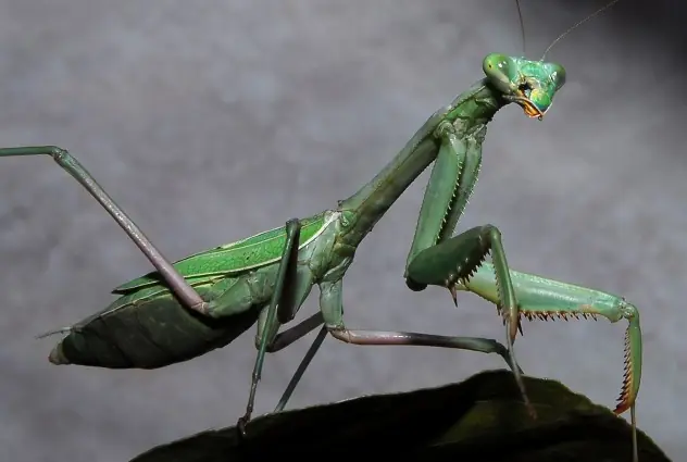 insectos