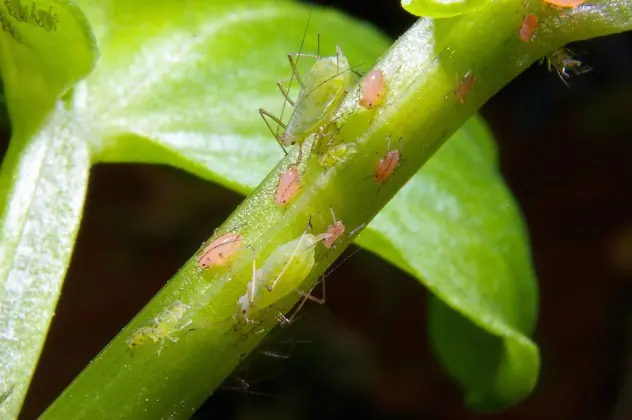 insectos