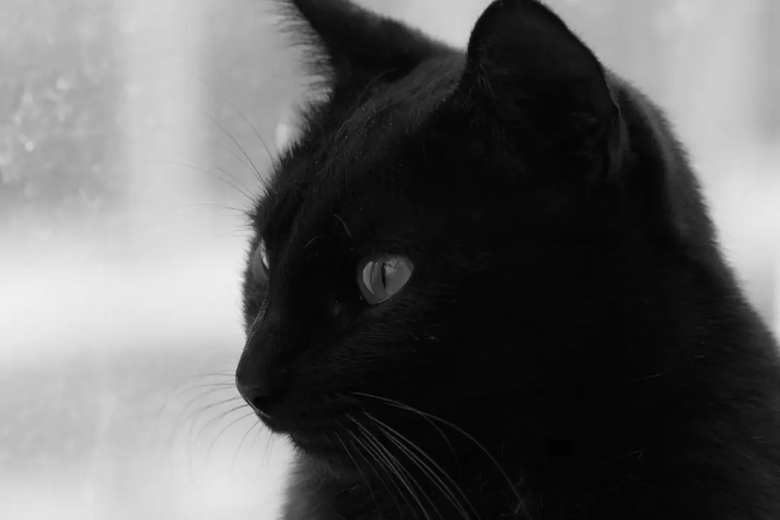 El gato negro,Edgar Allan Poe