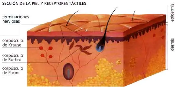 El Cuerpo Humano Parte 2