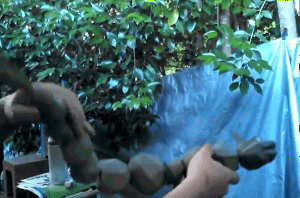 Gifs
